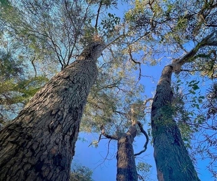 Image: WA Tree Festival