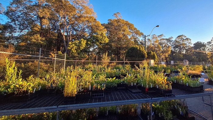 Image: Seedlings for
