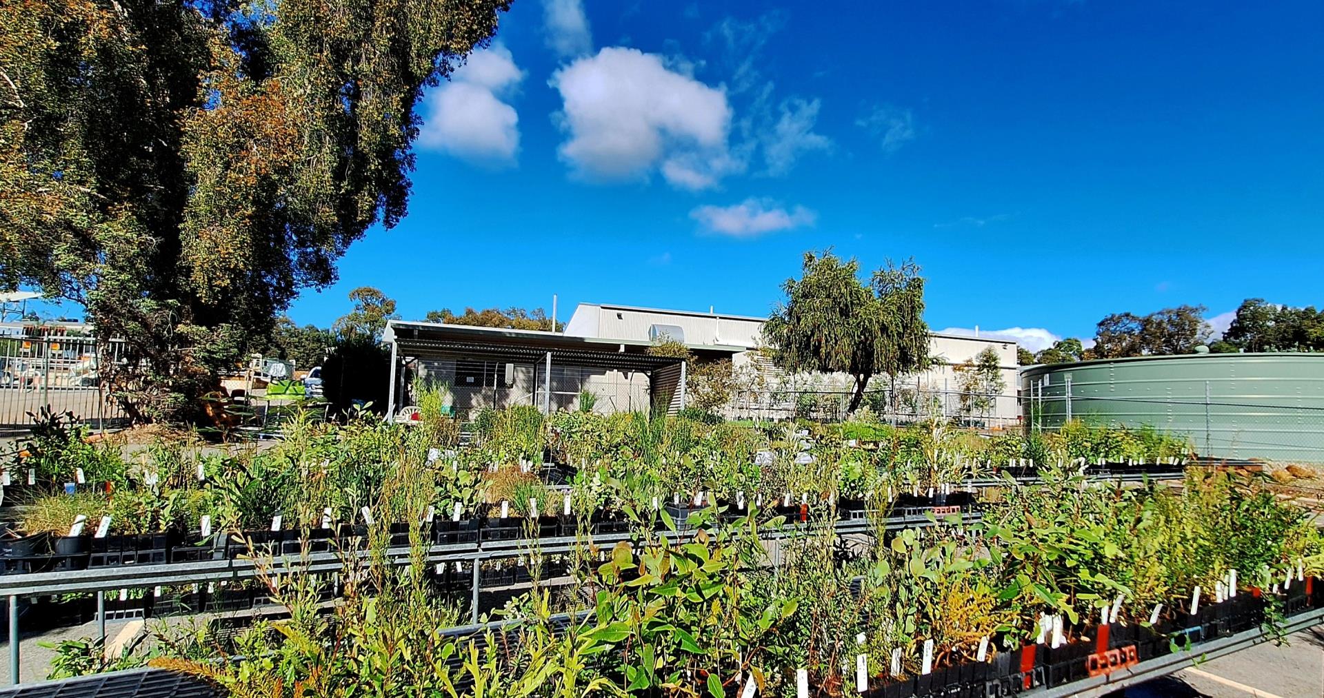 Firewise Seedlings Program Image