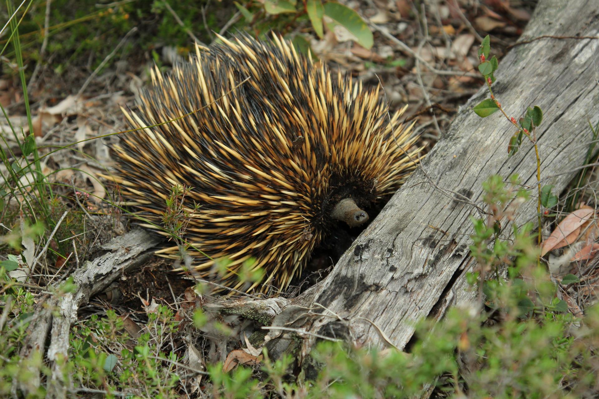 Local Native Animals Image