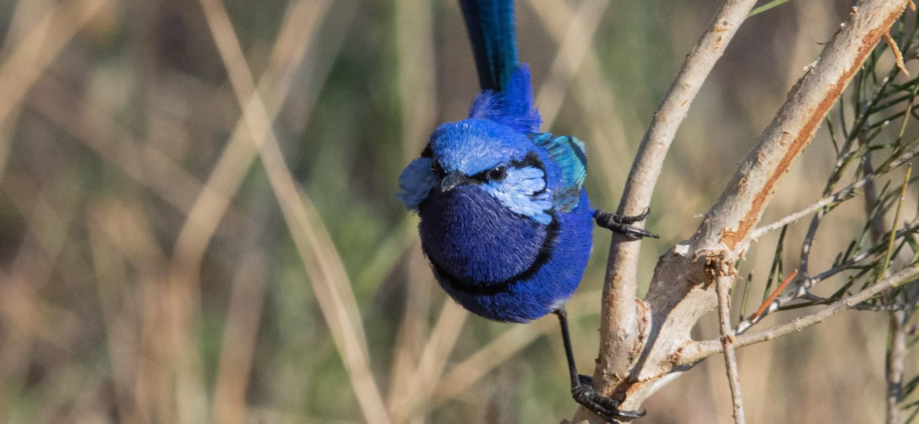 Local Native Birds Image