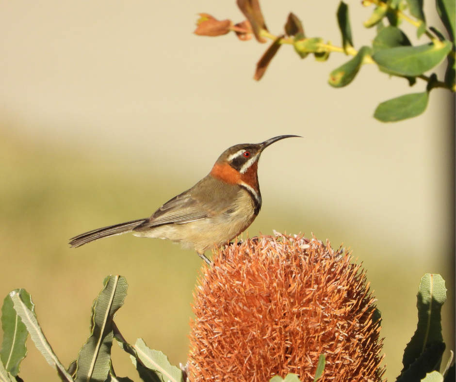 How to Attract More Birds to Your Garden with Rachel and Mike Green