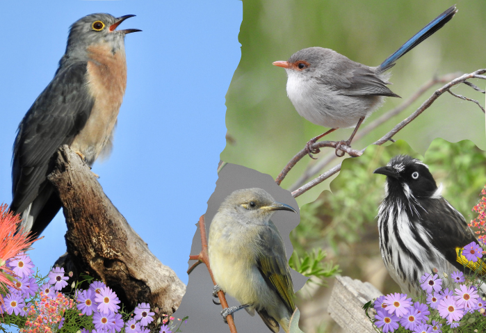 How to Identify the Birds in Your Garden
