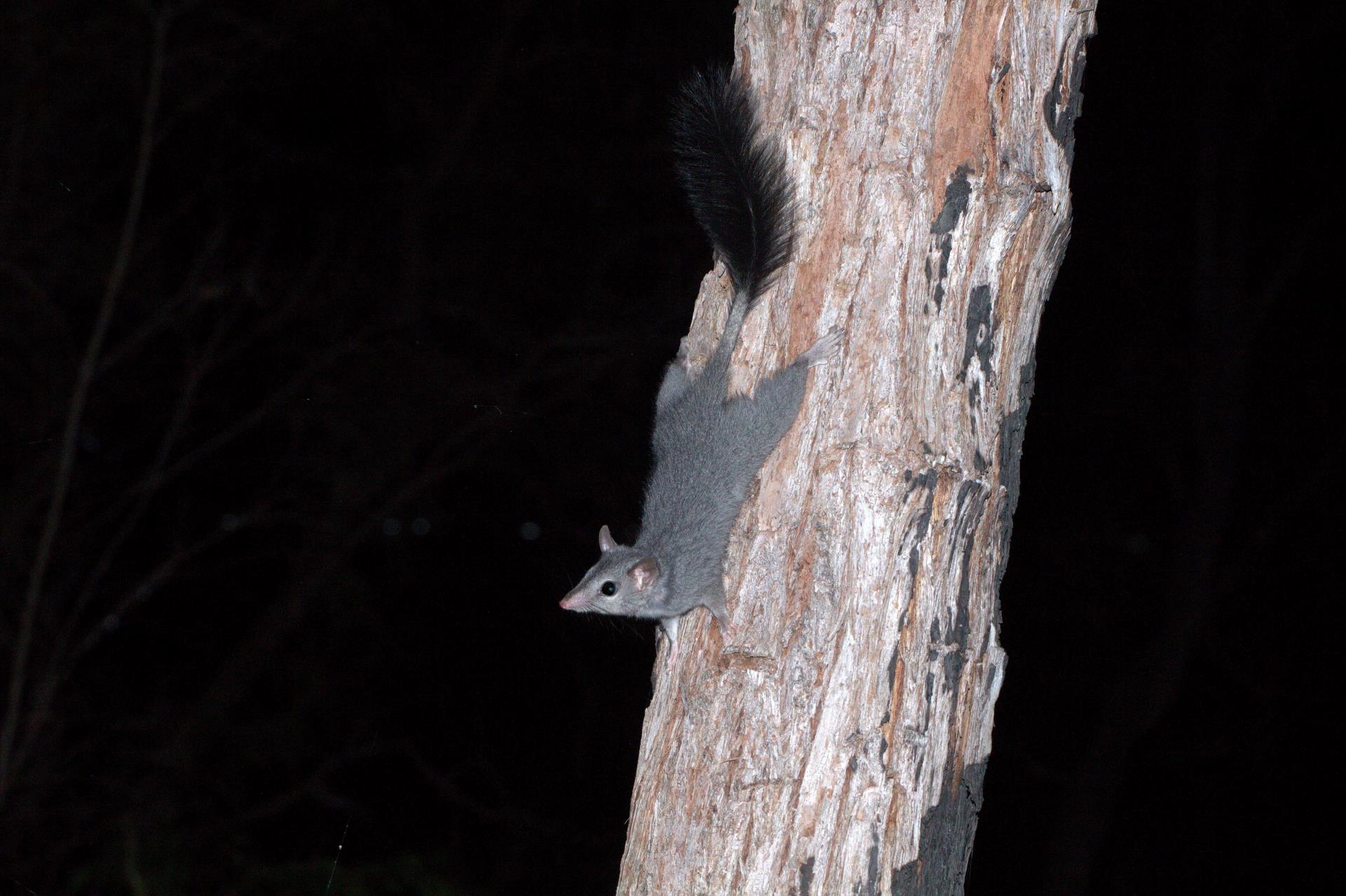 Holloween – a family friendly night stalk in the Perth Hills