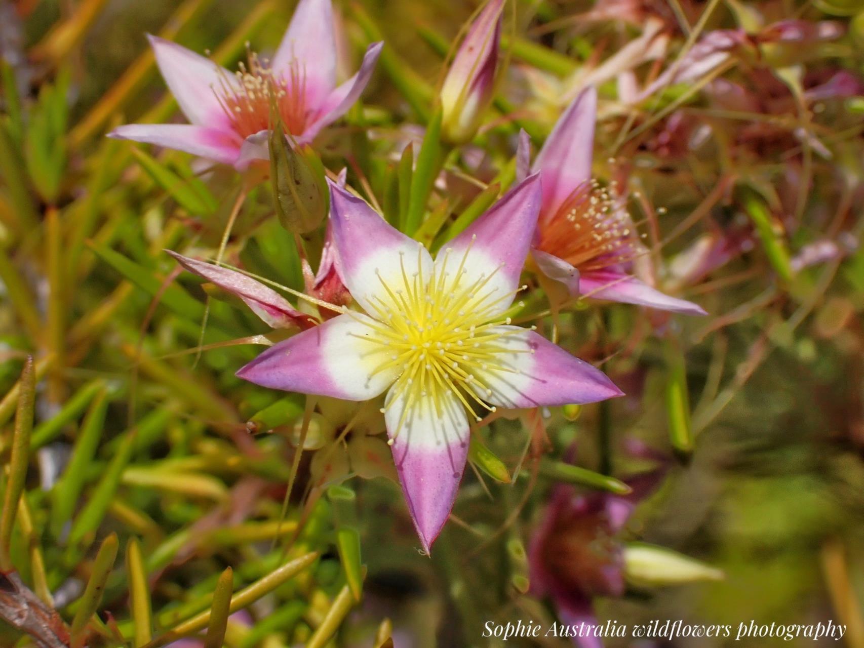 Wildflower photography using your phone with Sophie Xiang