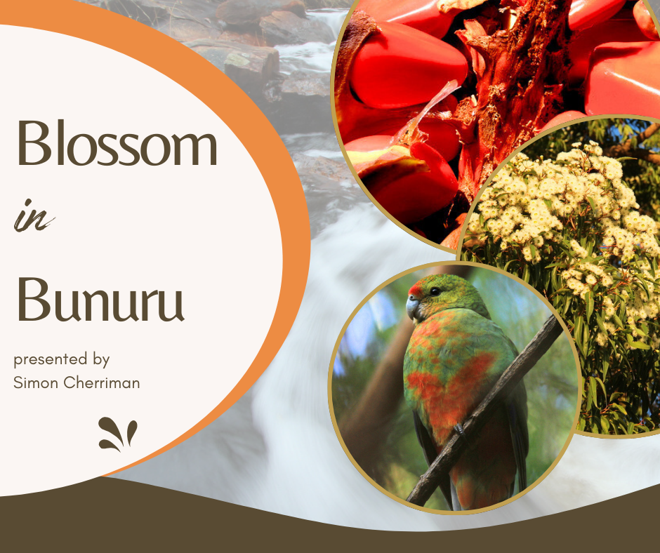 Blossom in Bunuru with Dr Simon Cherriman