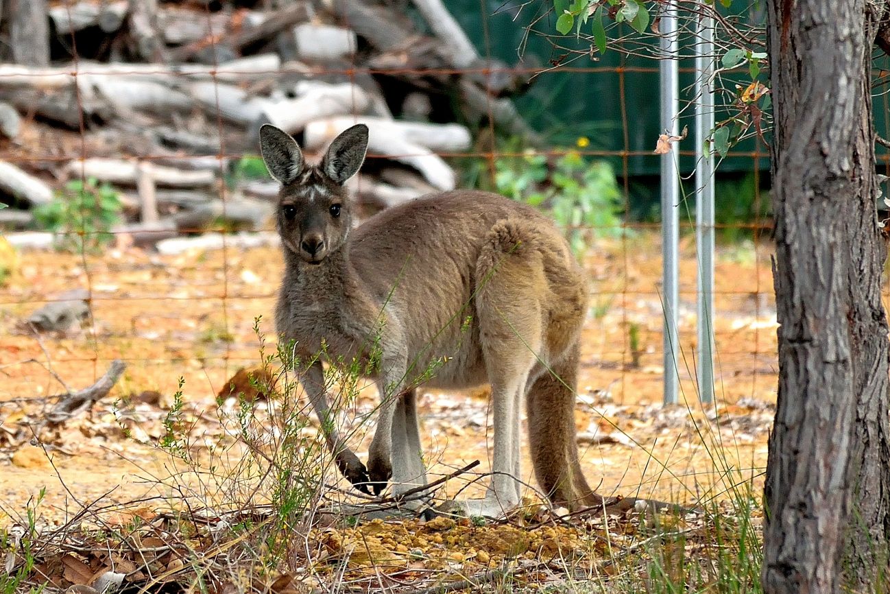 Animals - Native and Feral Image