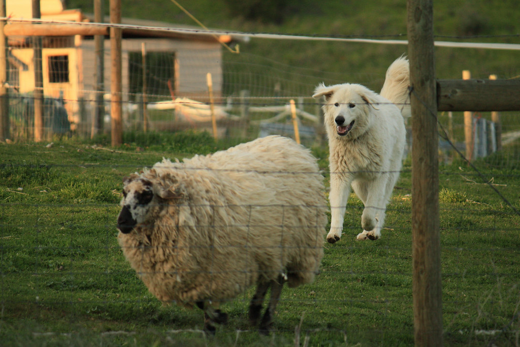 Reminder for Rural Residents: Dogs, Livestock and Shared Responsibility