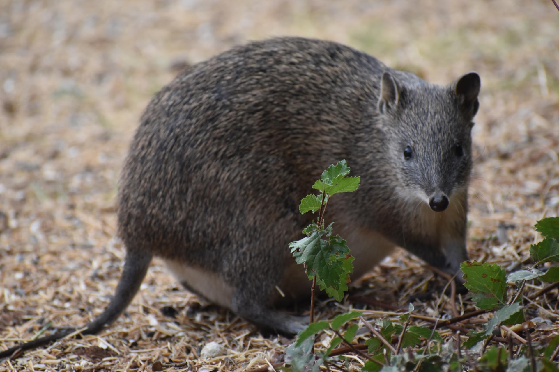 October Spring Quenda Count Image