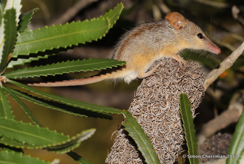 Landcare checklist for Djeran (April–May)
