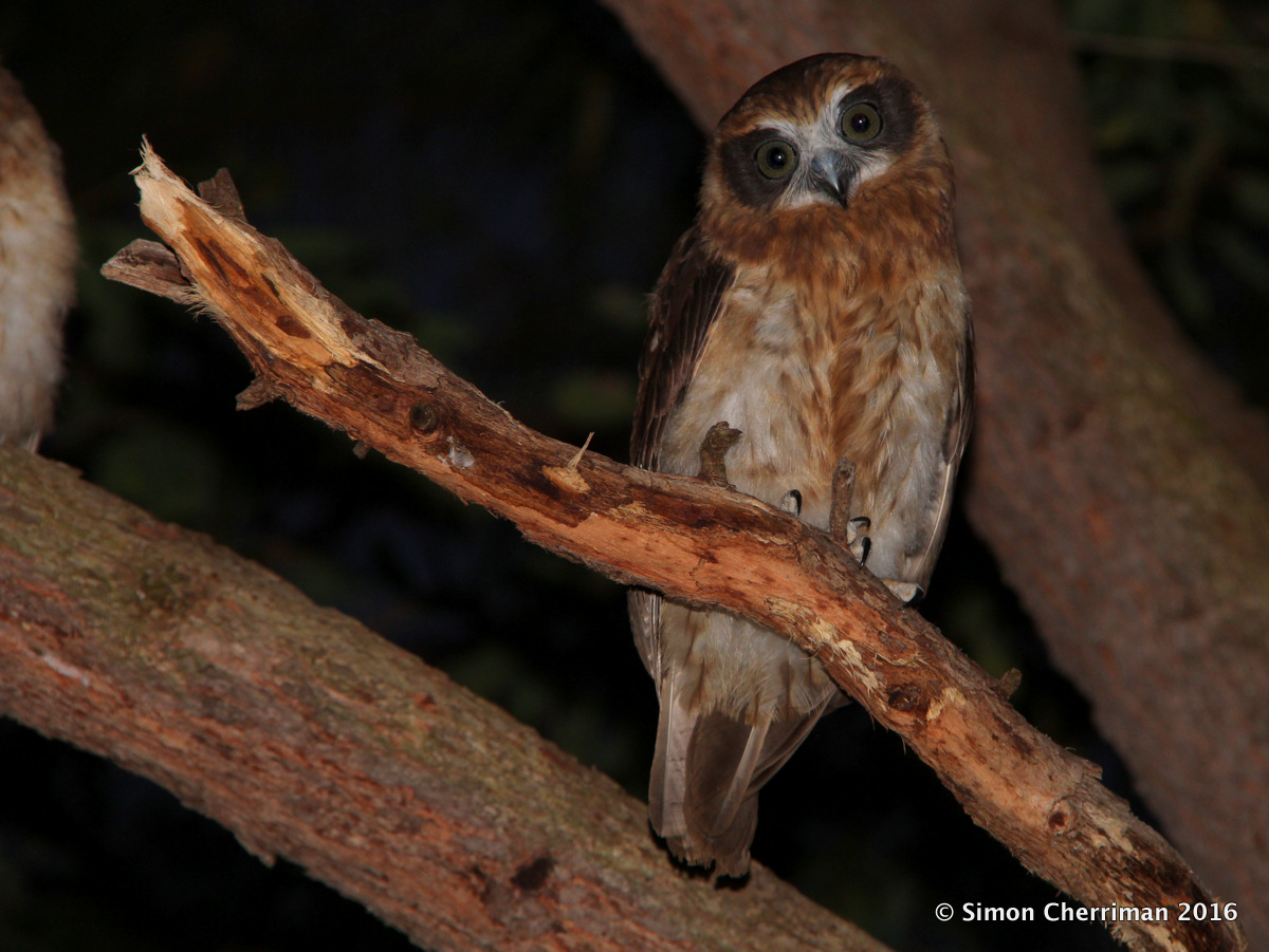 Owl-Friendly Mundaring: What’s Happening with Rodenticide Regulation in Australia?