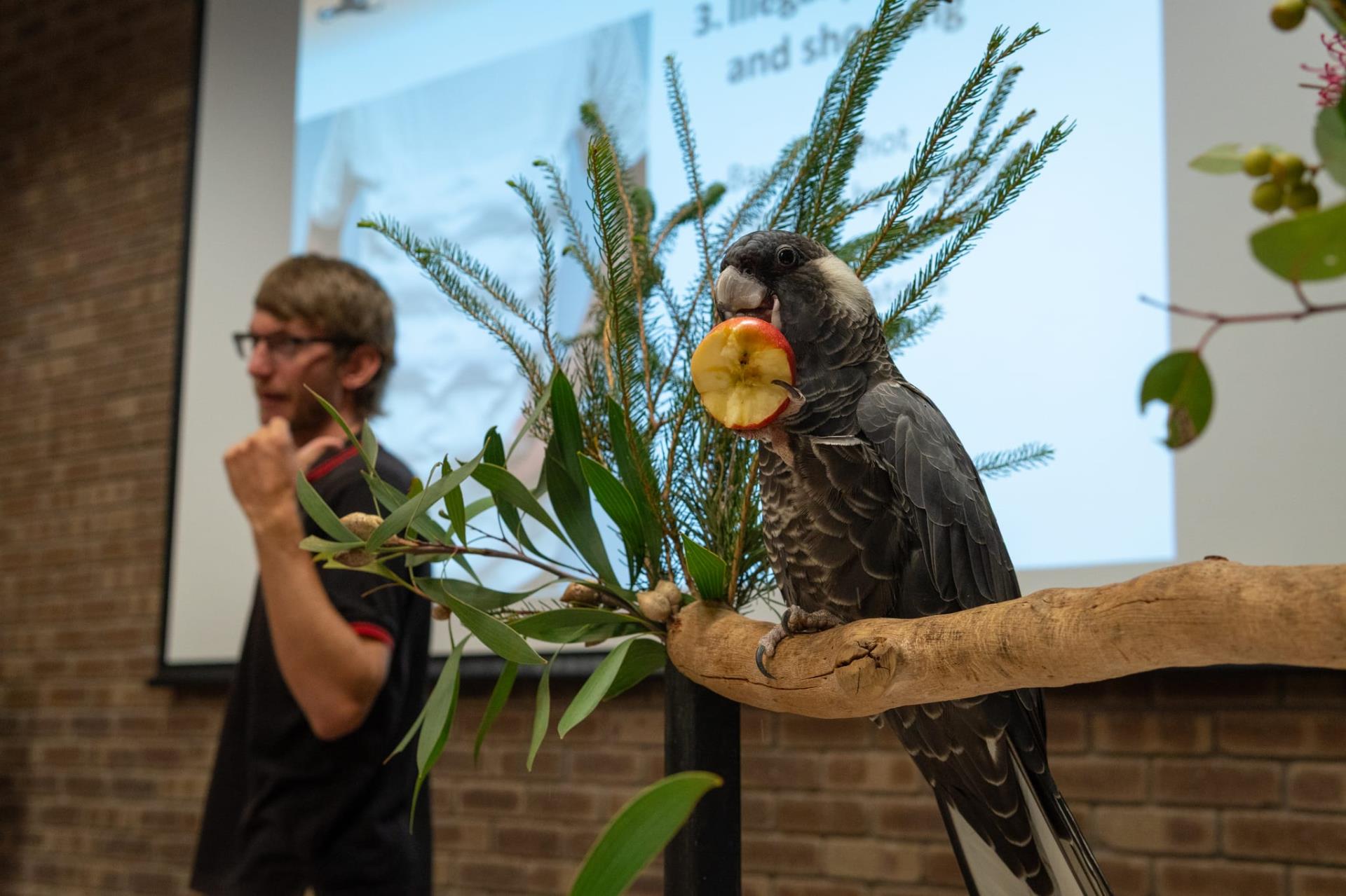 Citizen scientists gear up for the Great Cocky Count