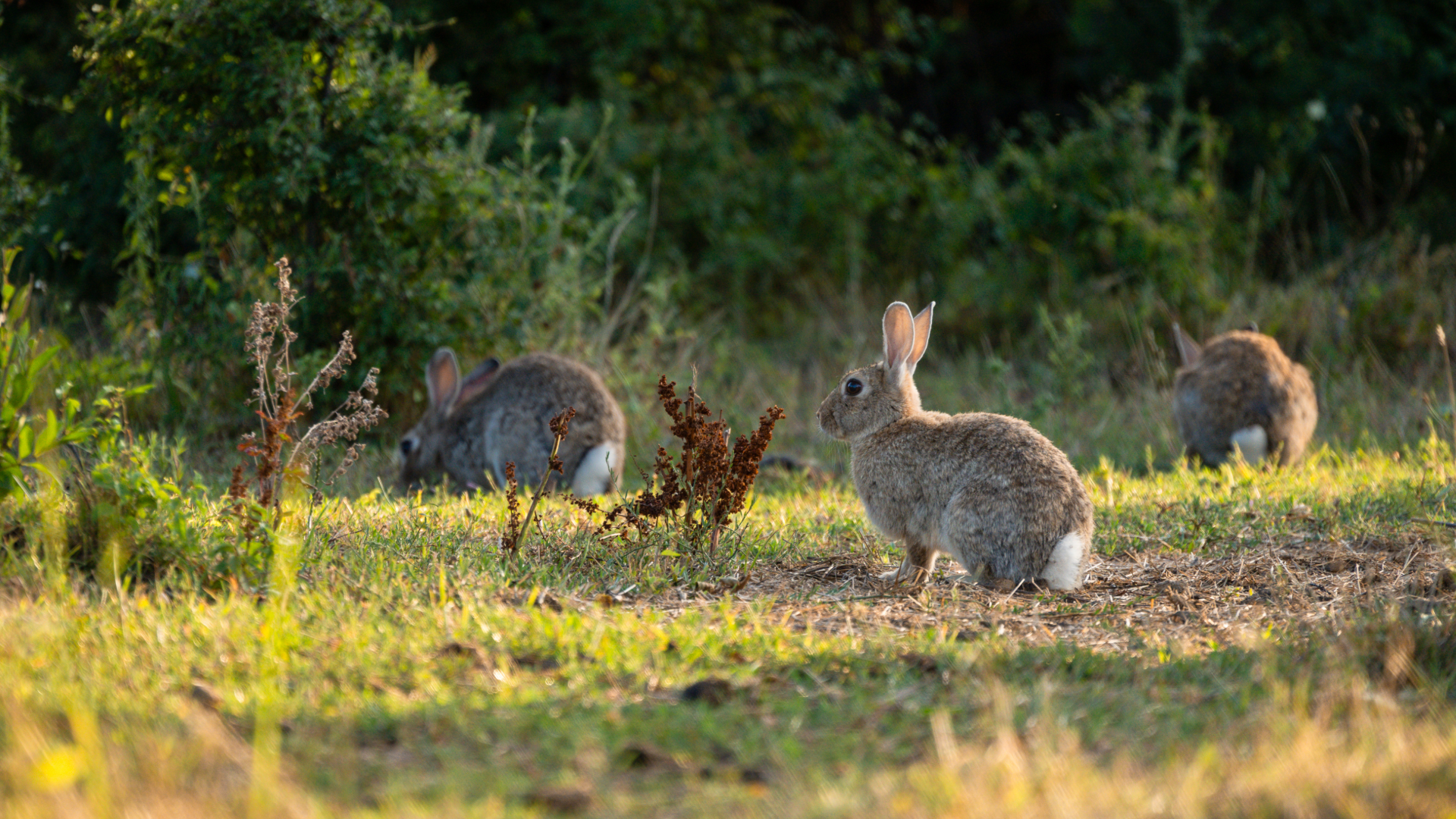 Rabbit Control in the Shire