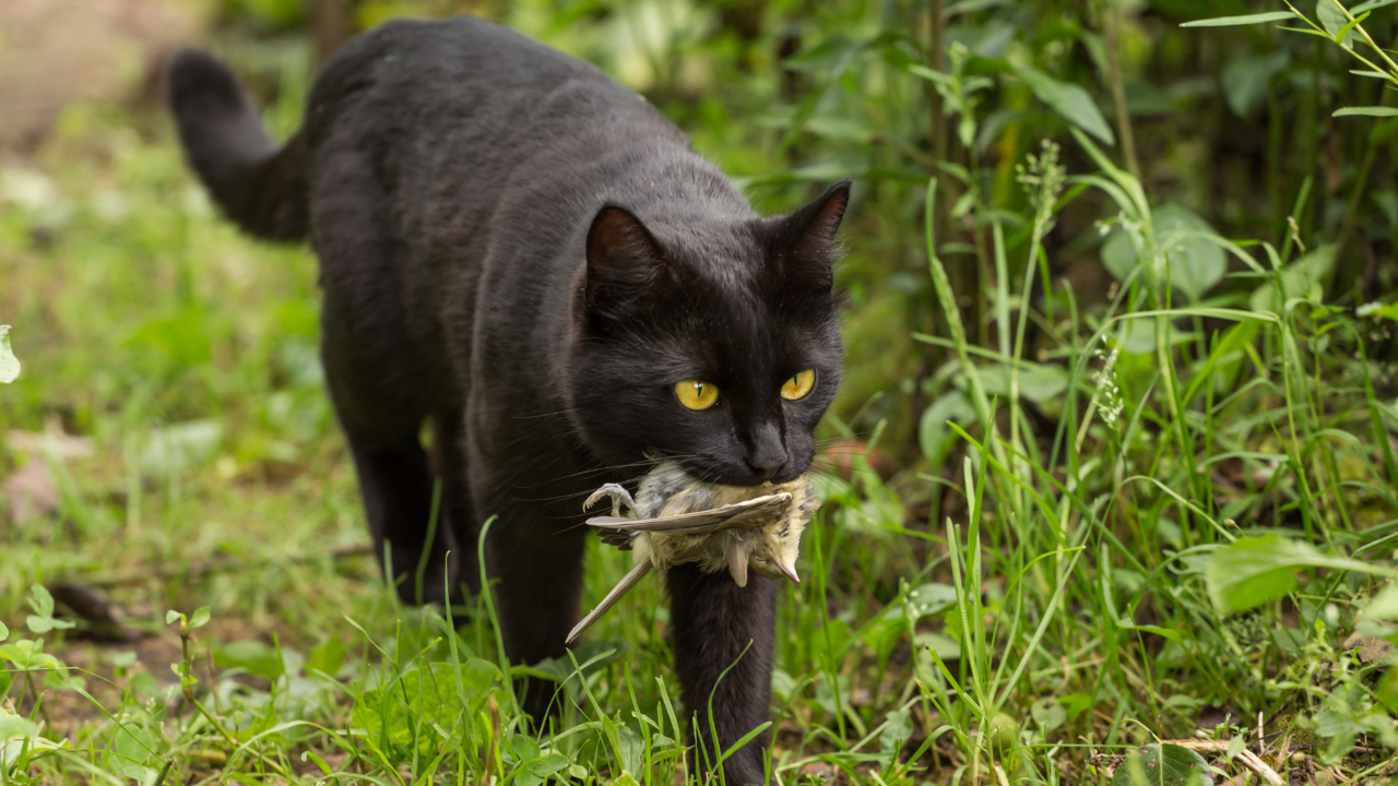 Stronger protections for local wildlife on the way