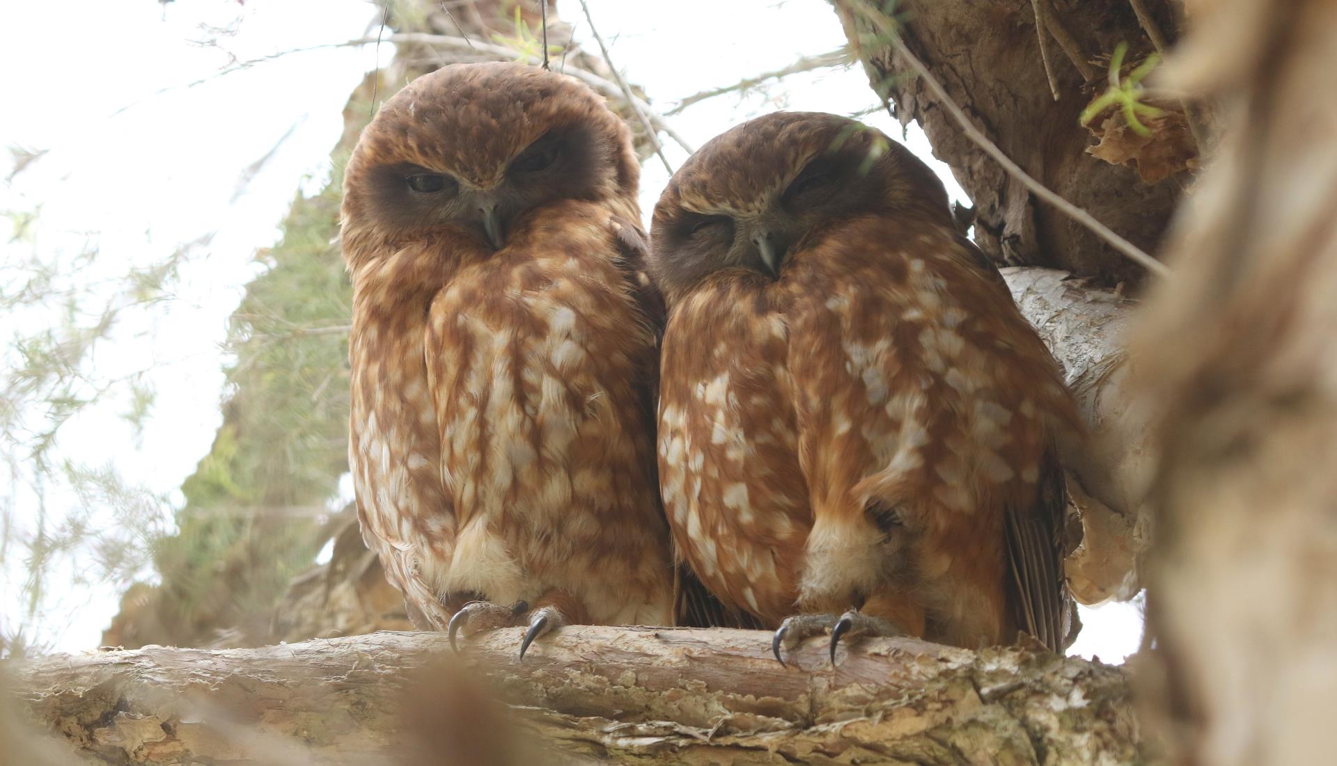 Nationwide Action Sought on Poisons Threatening Owls and Native Wildlife