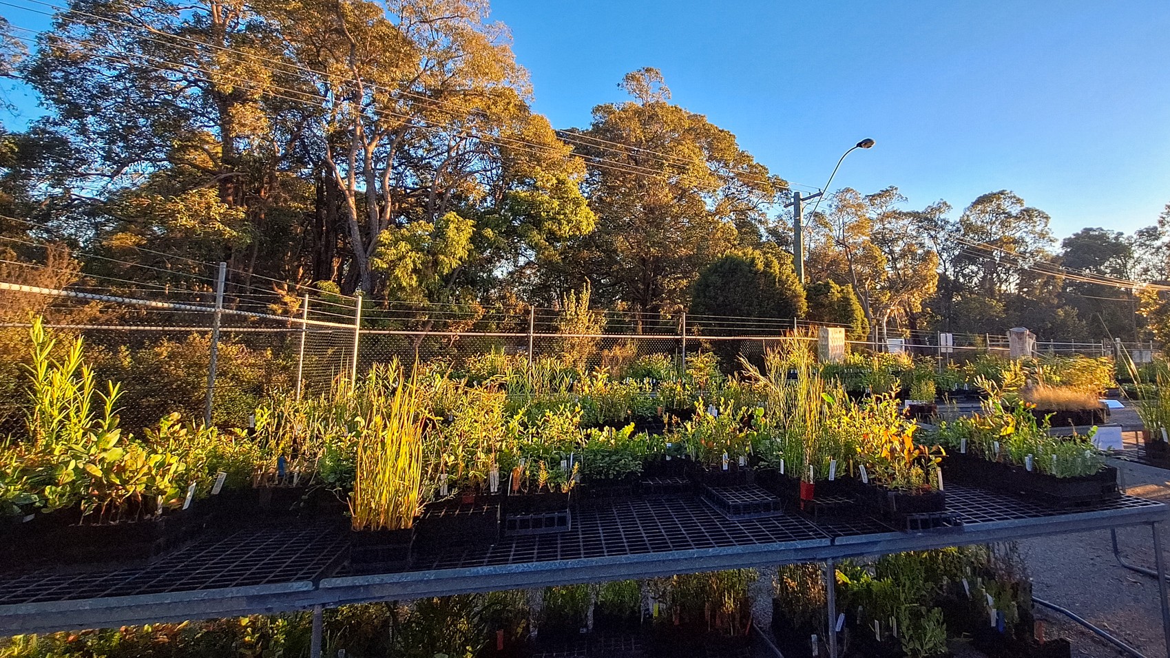 Seedlings for Landcare is back for 2027