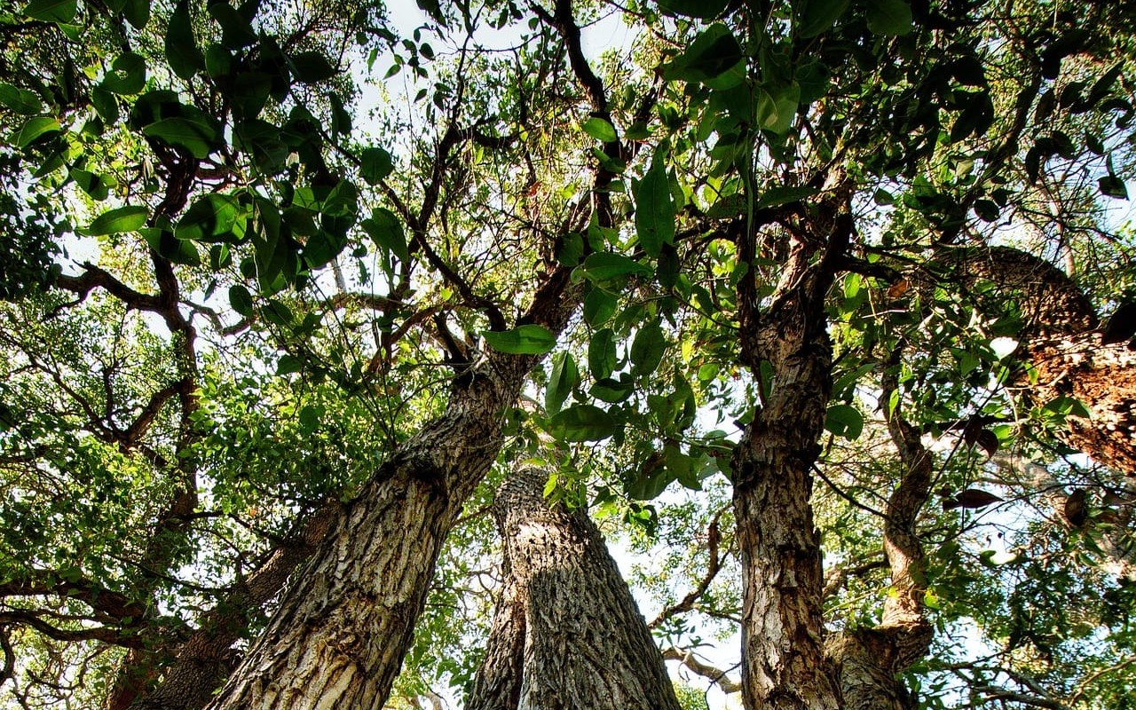 Shire Continues Strong Canopy Work and Adopts New Memorial Policy