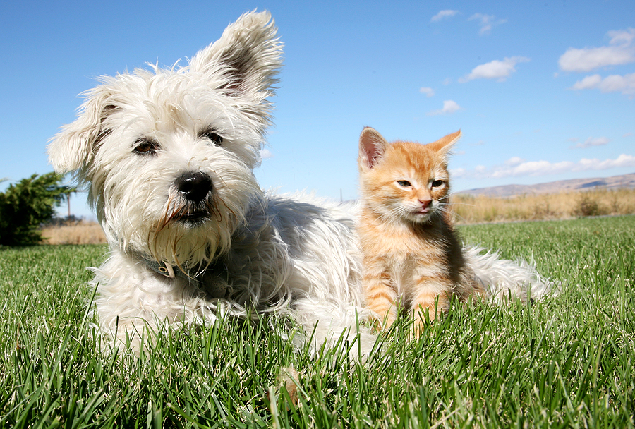 Cats and Dogs Image