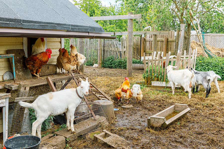 Poultry, Horses, Livestock and Bees Image