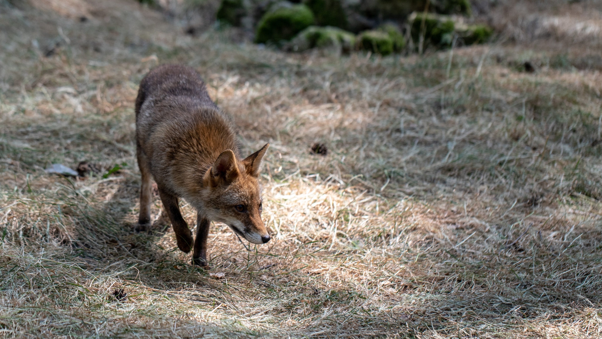 Feral Animals Image