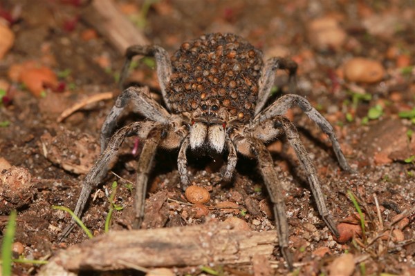 Winners Invertebrate Category - Wolf Spider by Simon Cherriman. Take a