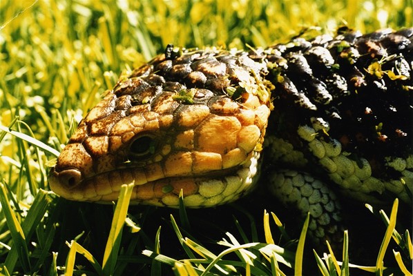 Wild Mundaring Reptiles Gallery - Reptiles (16)