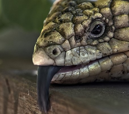 Wild Mundaring Reptiles Gallery - Reptiles (28)