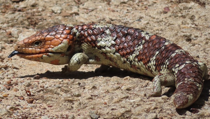 Wild Mundaring Reptiles Gallery - Reptiles (37)
