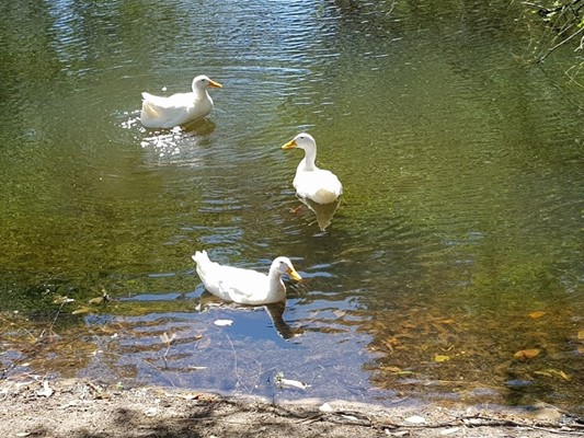 Broz Park - geese in water