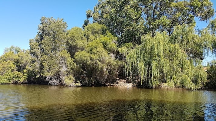 Broz Park - willow in lake