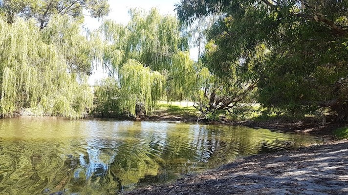 Broz Park - another willow in lake