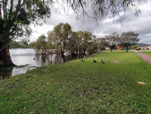 Broz Park - bird grass and lake