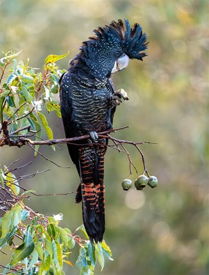Winners Bird Category - Forest Red-Tailed Black Cockatoo by