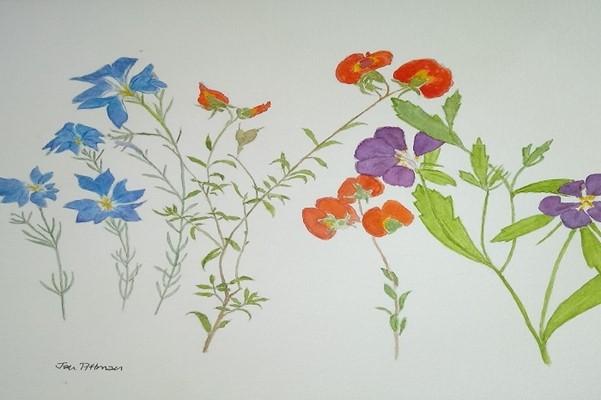 12 Months On - an exhibition of - Wildflowers