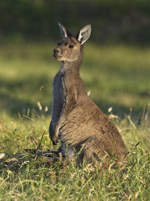 Winners Mammal Category - Western Grey Kangaroo by Ronald