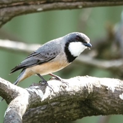 Wild Mundaring Birds Resized - Birds (175)