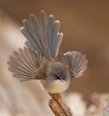 Wild Mundaring Birds Resized - Birds (64)