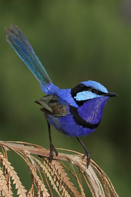 Wild Mundaring Birds Resized - Birds (65)