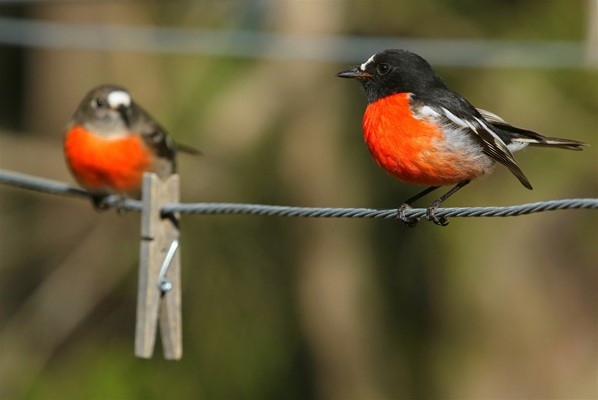 Wild Mundaring Birds Resized - Birds (75)