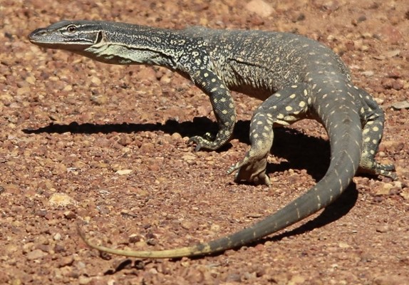 Winners Reptile Category - Sand Goanna by Fiona Crichton. These