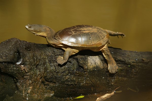 Winners Reptile Category - Snake-necked Tortoise (Oblong Turtle)