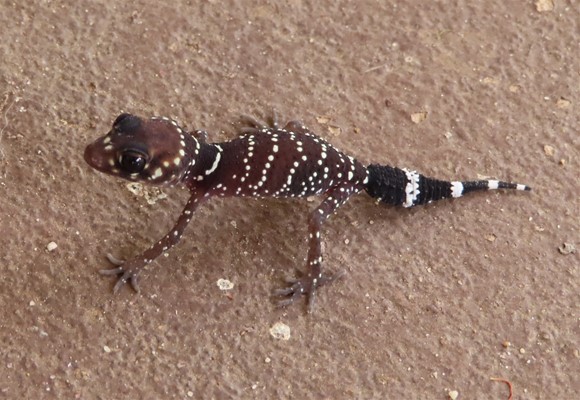 Winners Reptile Category - Thick-tailed Barking Gecko by Margaret