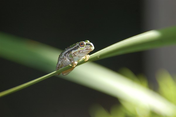 Wild Mundaring Amphibians Gallery - Amphibian (12)