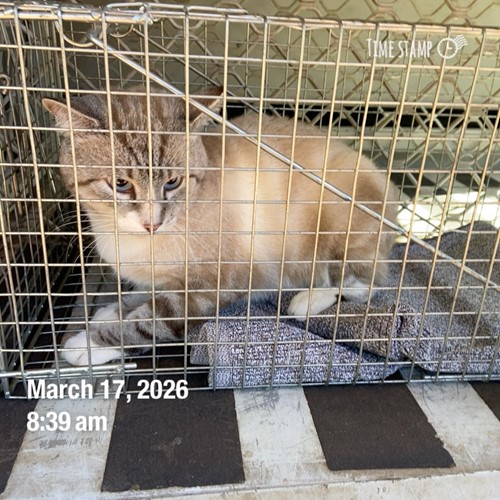 Photo for animal #10302