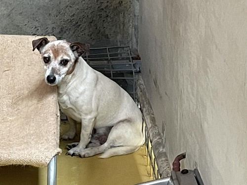 Photo for animal #10296