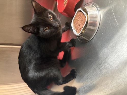 Photo for animal #10301