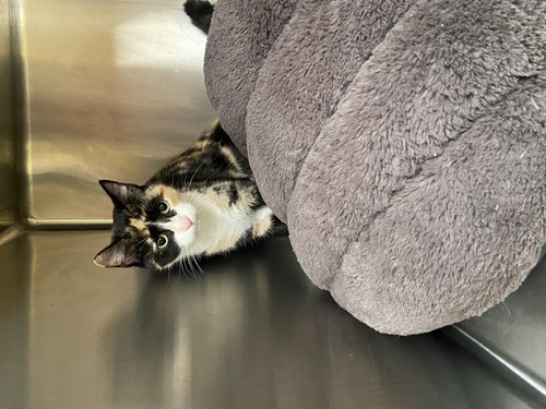 Photo for animal #10325