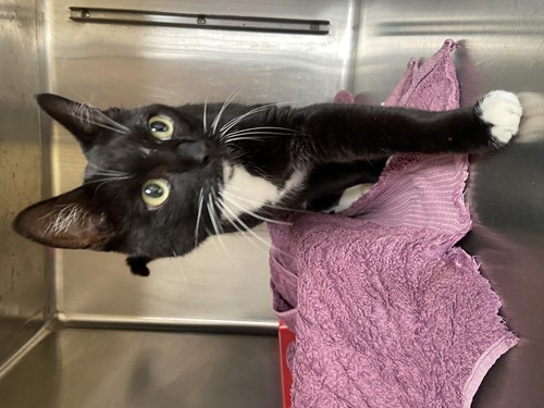 Photo for animal #10304