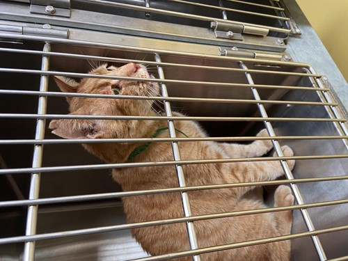 Photo for animal #10305