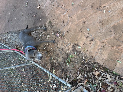 Photo for animal #10318